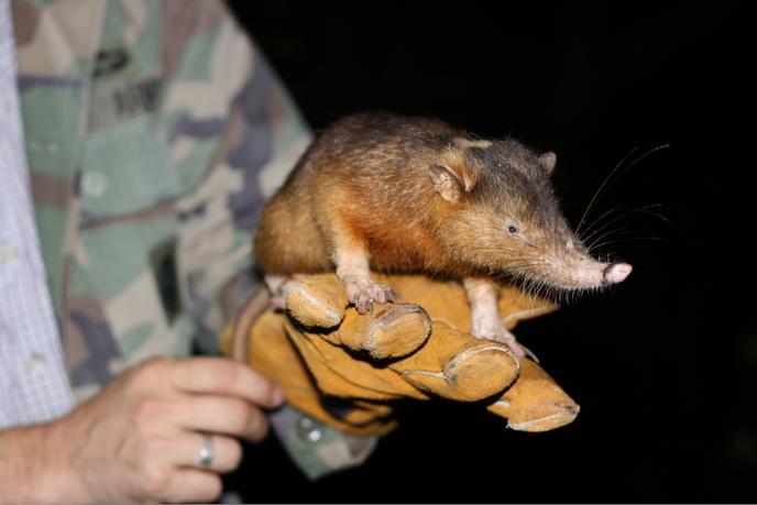 Một solenodon của Hispaniola trong tay một nhà nghiên cứu tại Cộng hòa Dominican.