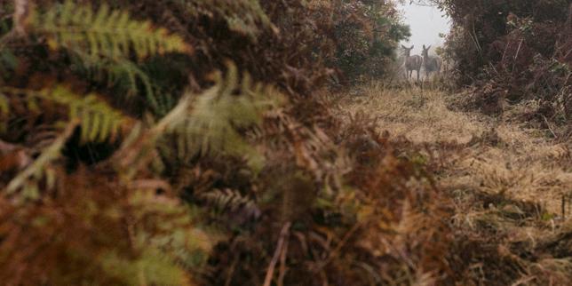 « La France est l’un des seuls pays d’Europe à autoriser la chasse d’espèces menacées »