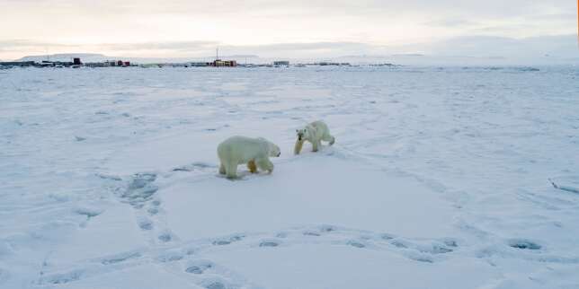 Un village russe est cerné par quelque 56 ours polaires à cause du réchauffement climatique. La glace sur la mer n'est pas assez solide pour leur permettre de partir en chasse >  
