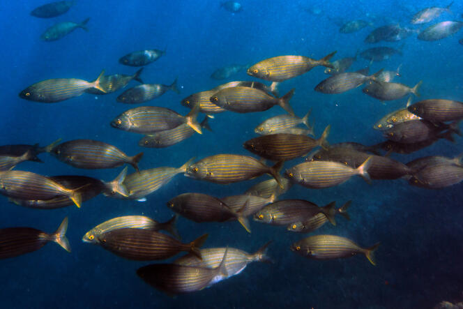 Un banc de poissons dans la mer Méditerranée le 23 mars.