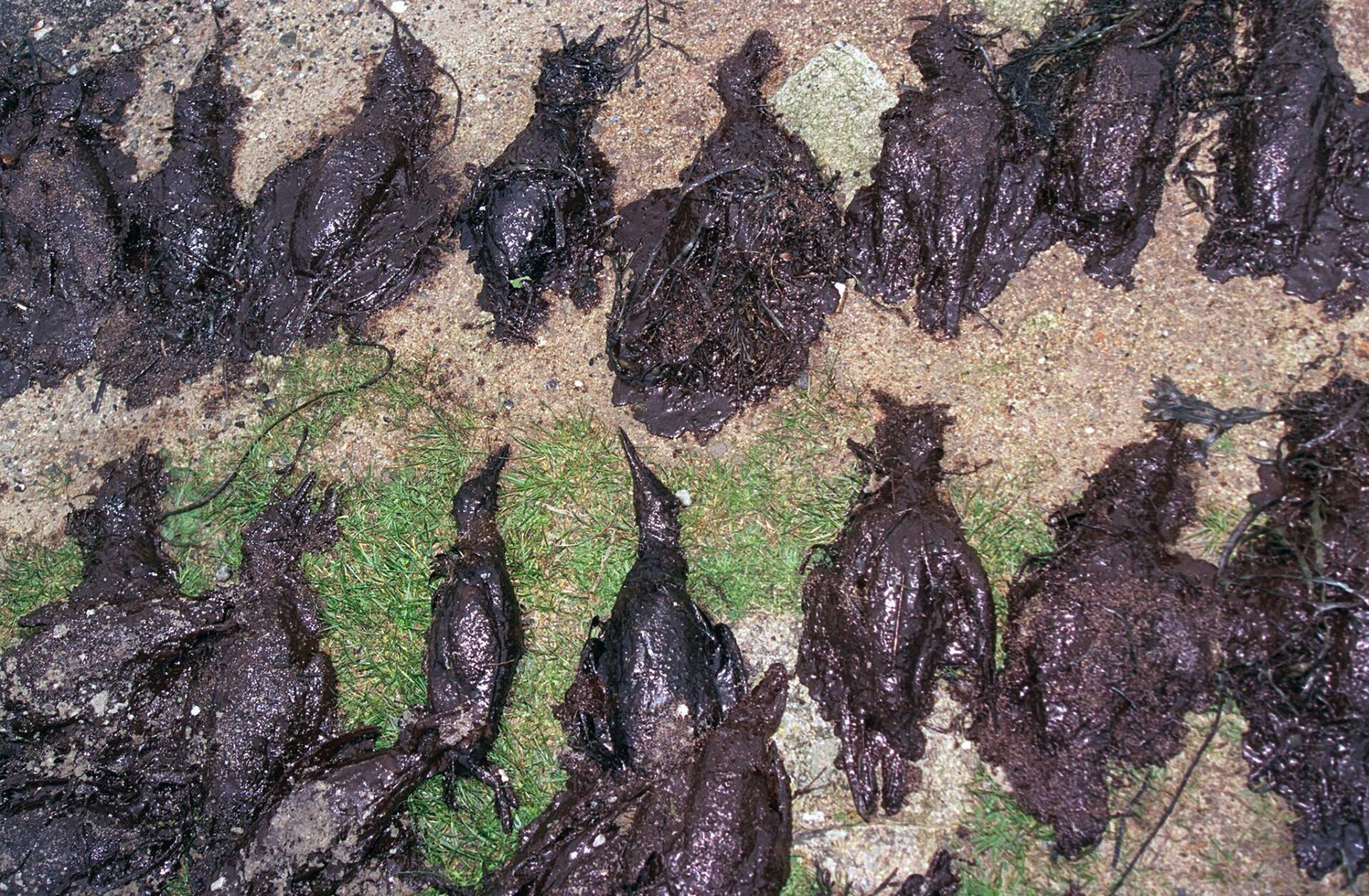 Des dizaines d’oiseaux morts mazoutés sont alignés, le 26 décembre 1999, sur la plage de Ploemeur, à la suite de la marée noire.