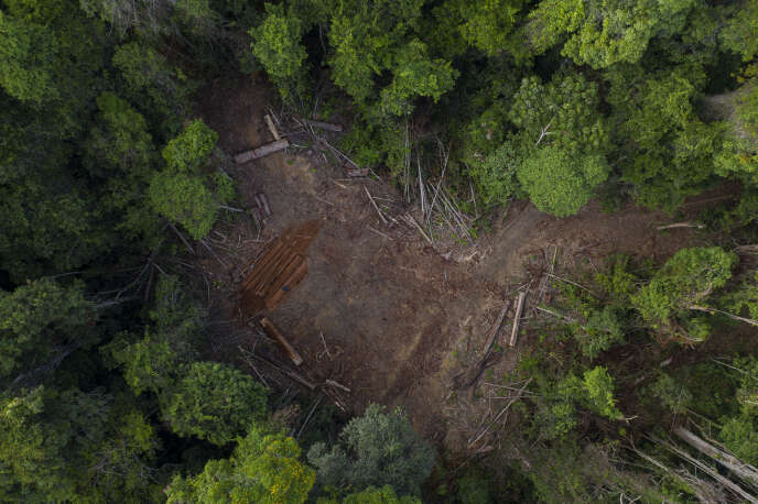 La plus grande forêt tropicale du monde a perdu 10 100 km² en un an.