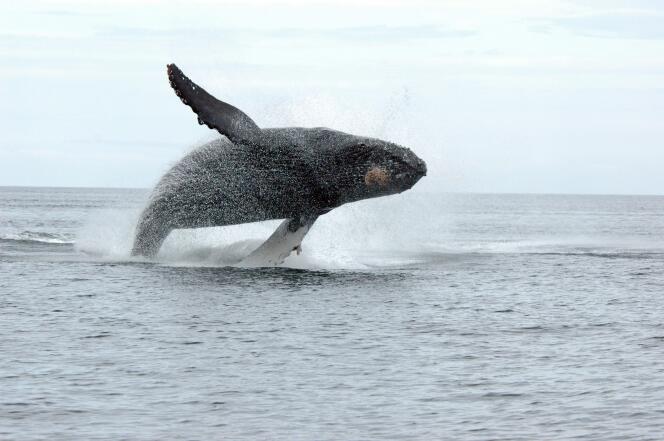 Une baleine à bosse à environ 50 kilomètres (30 milles) au nord de Prince Rupert, en Colombie-Britannique.