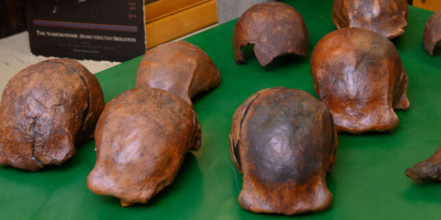 Des crânes javanais d'« Homo erectus » n'ont que 110 000 ans