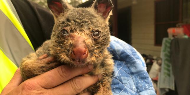 Incendies en Australie : un « drame écologique sans précédent » pour la faune