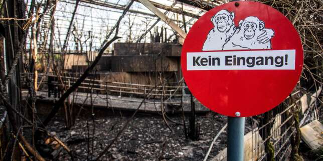 Au moins 30 singes tués dans l'incendie d'un zoo allemand, provoqué par des lanternes volantes
