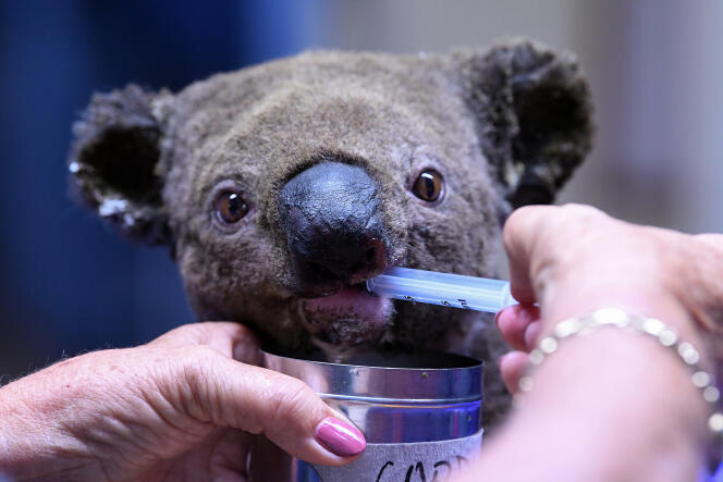 Un koala rescapé d’un incendie, déshydraté et blessé, reçoit des soins à l’hôpital pour koalas de Port Macquarie, le 2 novembre 2019.
