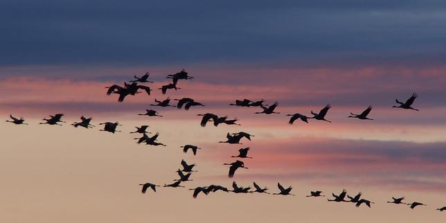 Les oiseaux eux aussi connaissent des traversées du désert
