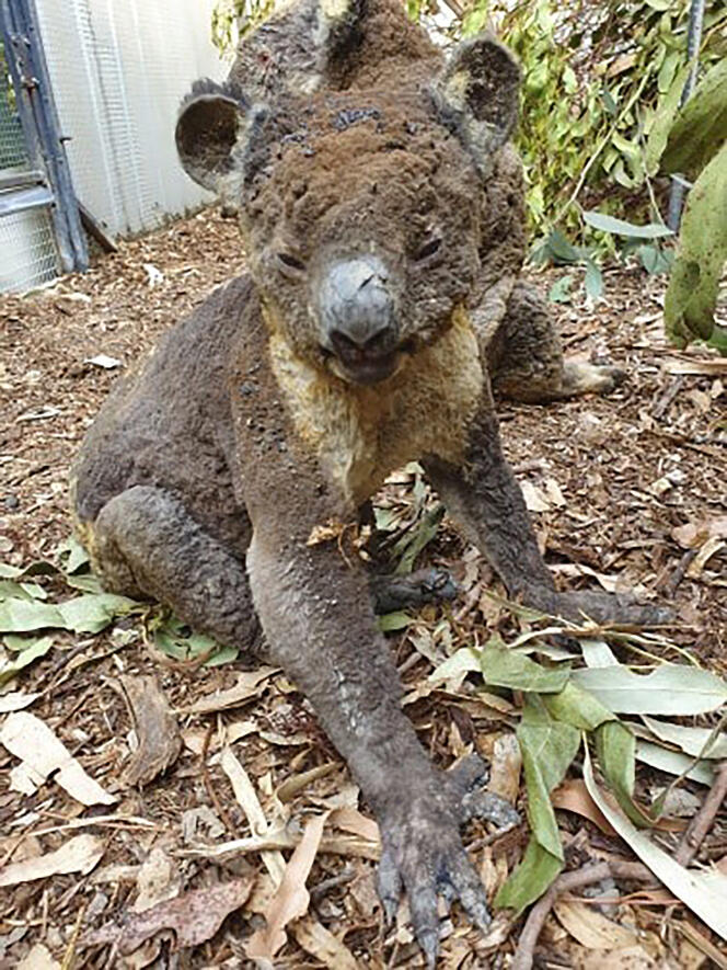 Ce koala, bien réel, a été blessé dans un incendie dans le sud de l’Australie, avant d’être secouru, le 5 janvier.