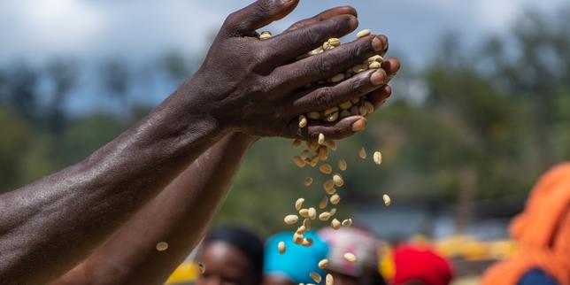 En Ethiopie, le grain d'arabica n'est plus signe de richesse