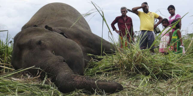 Une nouvelle guerre au Sri Lanka, entre l'homme et l'éléphant