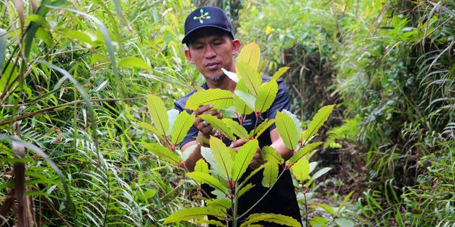 Le kratom, souvent utilisé comme substitut à certains opioïdes, est désormais interdit en France