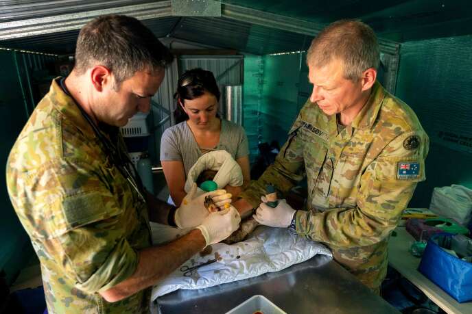 Des soldats australiens soignent un koala souffrant de brûlures à cause des incendies qui ravagent le pays, à Kingscote, le 7 janvier.