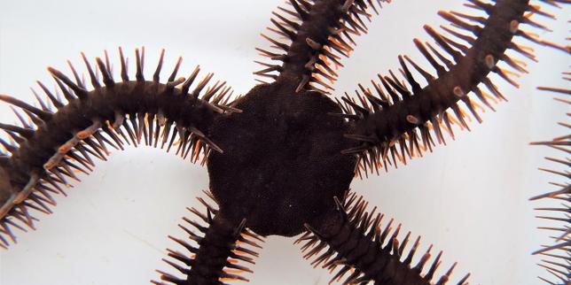 L'ophiure, cet animal marin qui voit sans les yeux