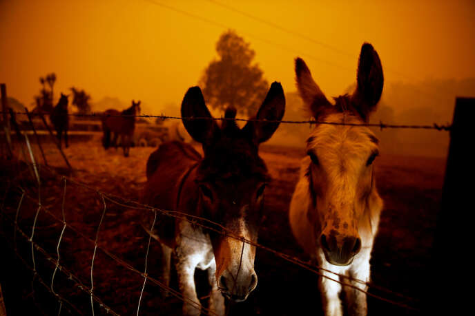 Des animaux en proie aux flammes, à Cobargo, en Nouvelle-Galles du Sud, le 5 janvier.