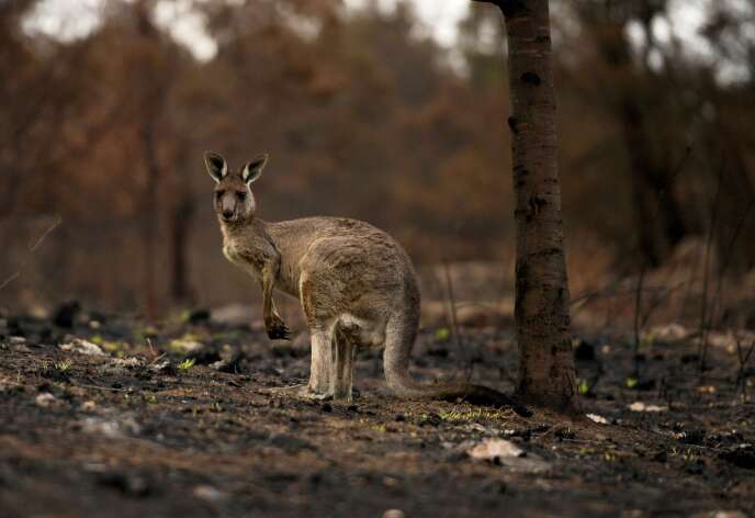 Un kangourou blessé boite, dans un bois brûlé, à Cobargo, en Australie, le 9 janvier.