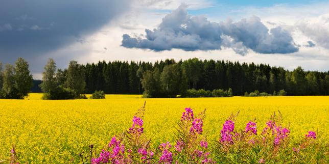 « Pastorale », d'Aki Ollikainen : crépuscule sur un petit coin de campagne en Finlande