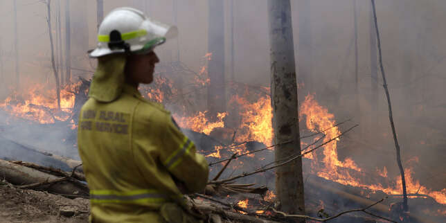Australie : comment a-t-on calculé le nombre d'animaux morts dans les incendies ?