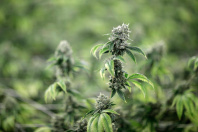 Une ferme de culture de cannabis à Las Vegas (Nevada, Etats-Unis).