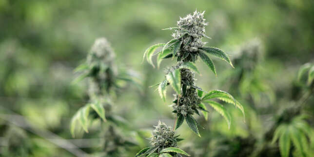 L'expérimentation thérapeutique du cannabis prévue pour « septembre »