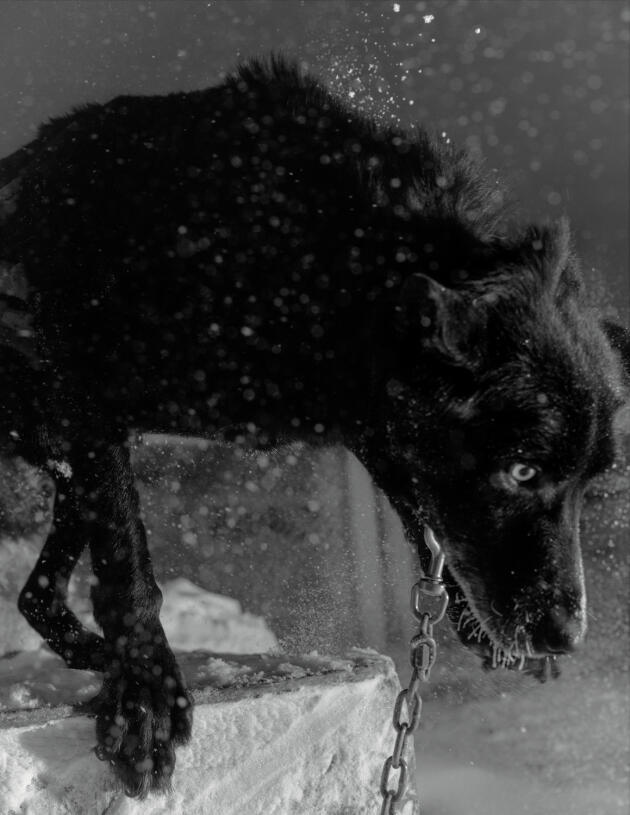 Midnight, un des derniers chiens de traîneau du nord de l’Alaska, 11 h 14.