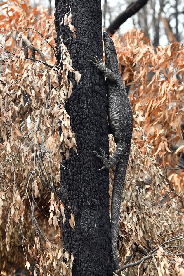 A Budgong, Nouvelle-Galles du Sud, un varan cherche de la nourriture sur l’un des arbres calcinés, le 15 janvier.