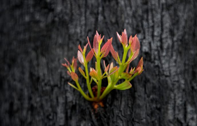 Près de Nattai, village de Nouvelle-Galles du Sud, la végétation reprend doucement après le passage du feu, le 16 janvier.