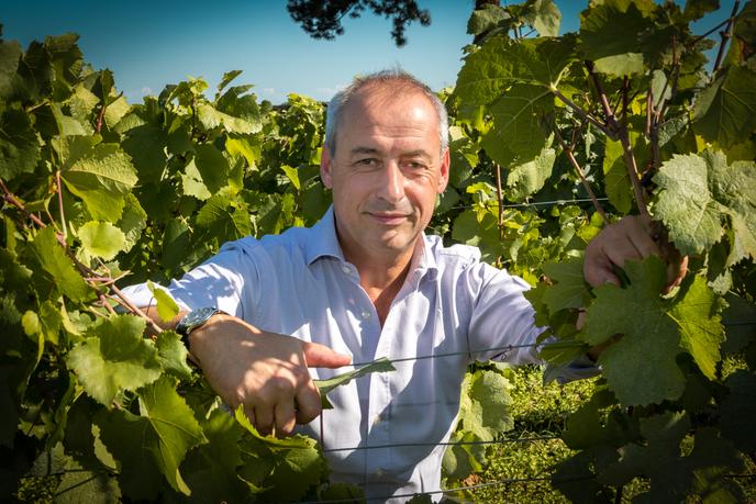 Albéric Bichot, en 2016, dans la vigne du clos des Ursulines, au Domaine du Pavillon, à Pommard.