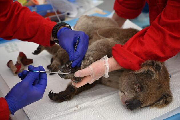 Un koala blessé est pris en charge par les soigneurs, le 14 janvier.