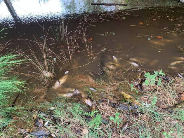 Des poissons morts dans la rivière Macleay, à Bellbrook, Nouvelle-Galles du Sud, le 11 janvier.