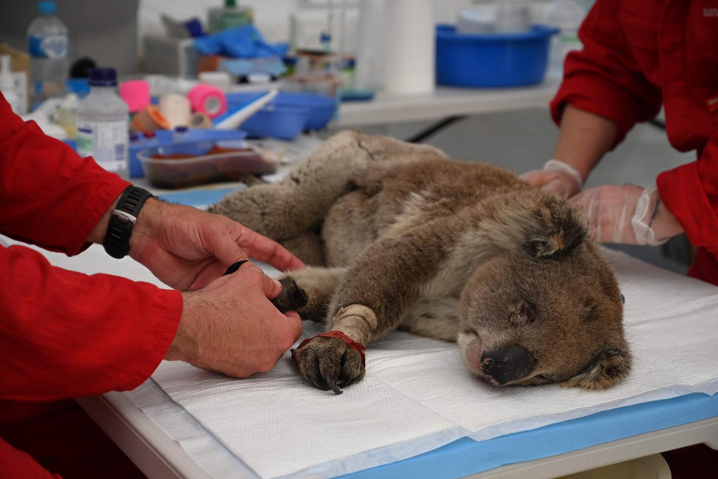 L’Australie cherche son nouveau chien spécialisé dans la recherche de koalas
