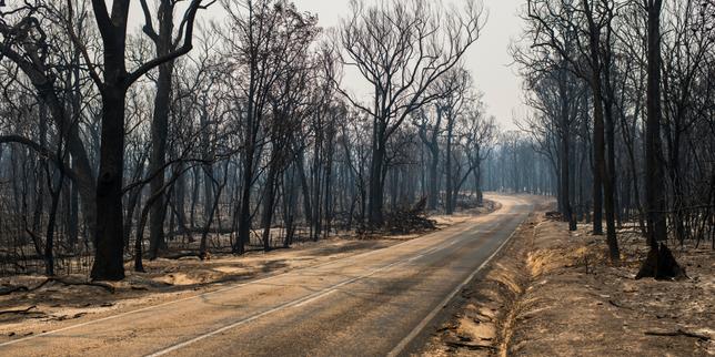 Incendies en Australie : quelles seront les conséquences pour les forêts ?