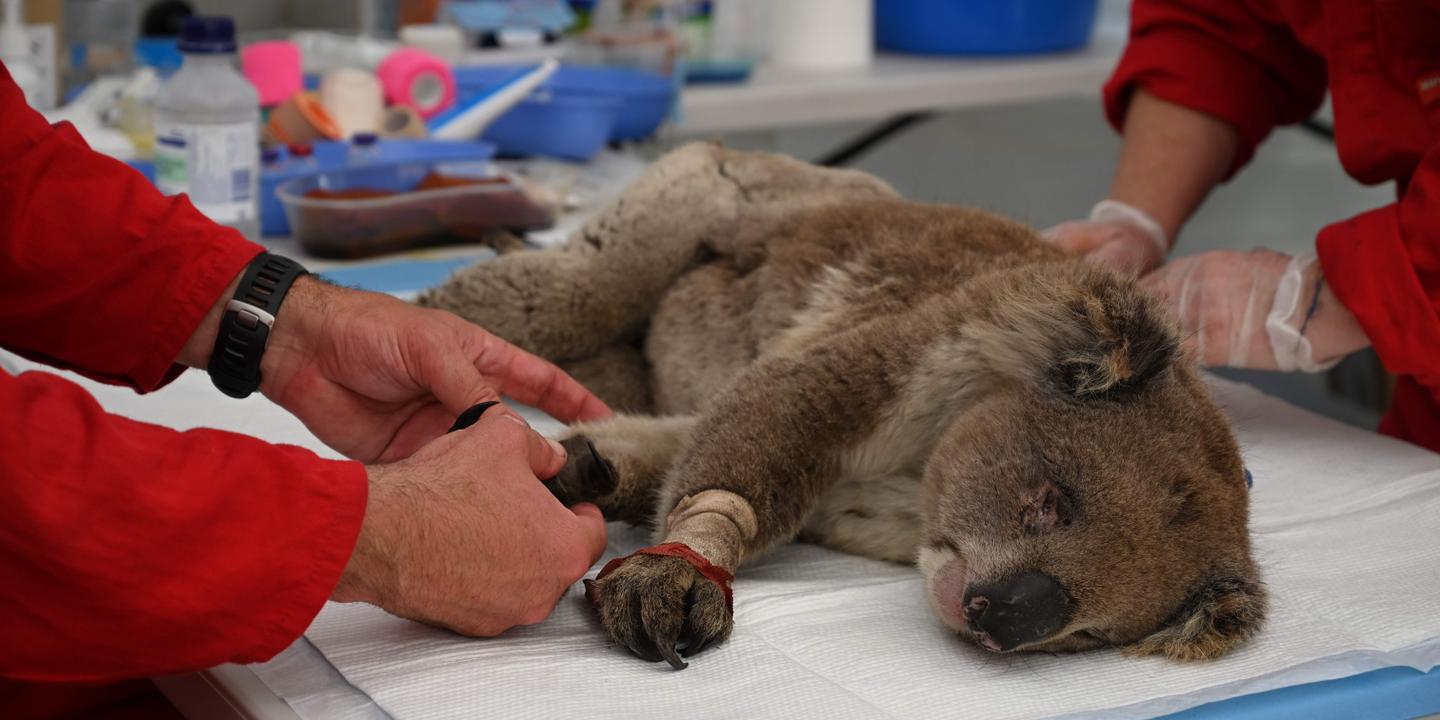 Australie : le chien sauveur de koalas recherché