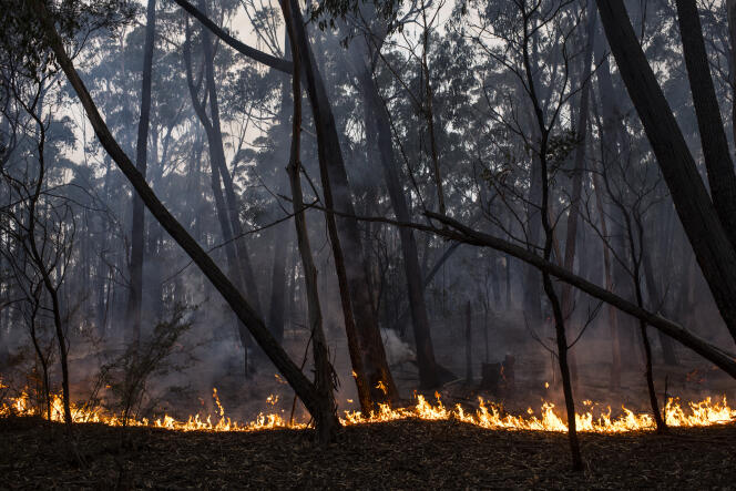 Un incendie de forêt près de Bombala, en Nouvelle-Galles-du-Sud, le 31 décembre 2019.
