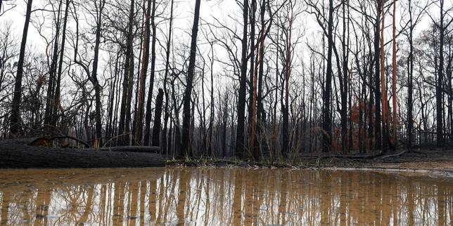 Australie : à l'est, les orages éteignent enfin des incendies