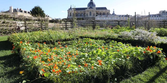 « Restaurons le Potager du roi à Versailles sans mettre en péril ses valeurs historiques et pédagogiques »