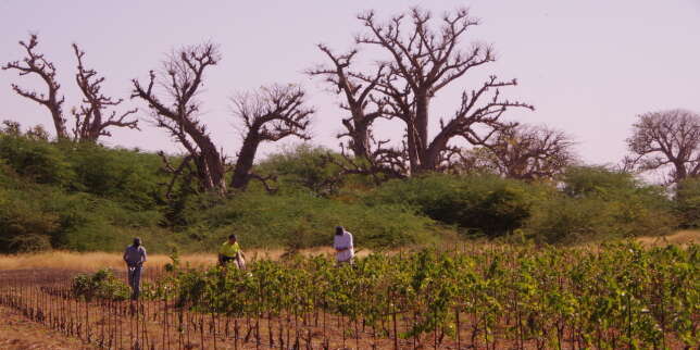 Au Sénégal, le domaine du Clos des baobabs va enfin vendre ses premières bouteilles