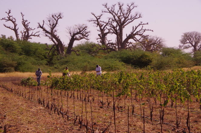 François Normant et Philippe Franchois, les deux fondateurs du Clos des baobabs, et Abdoulaye Ndiaye, chef de culture, taillent les vignes du domaine à Nguékhokh, au sud-est de Dakar, lundi 13 janvier 2020.