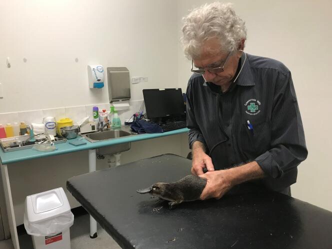 Un vétérinaire inspecte  un ornithorynque rescapé, en Nouvelle-Galles du Sud, le 20 janvier.