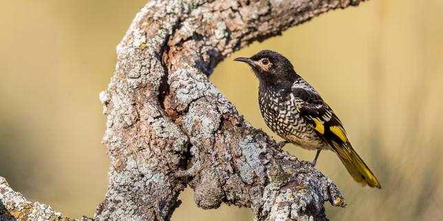 Nuit des idées 2020 : « Il y a déjà des mondes sans oiseaux », selon Vinciane Despret