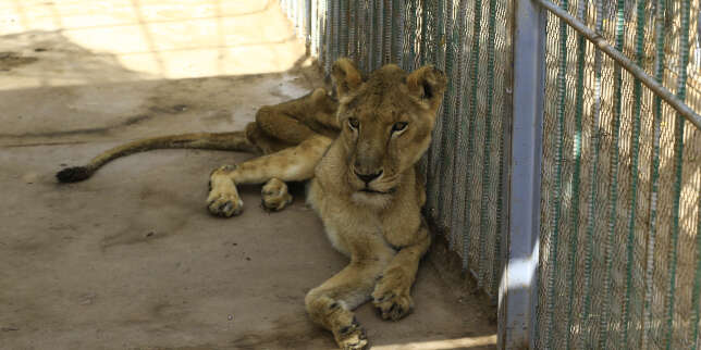 Au zoo de Khartoum, les appels se multiplient pour sauver cinq lions faméliques