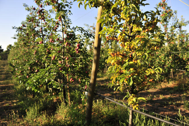 L’unité expérimentale de Gotheron développe des programmes sur les systèmes de production durable en arboriculture fruitière (Photo : abricotiers, pêchers, pommiers, poiriers.)