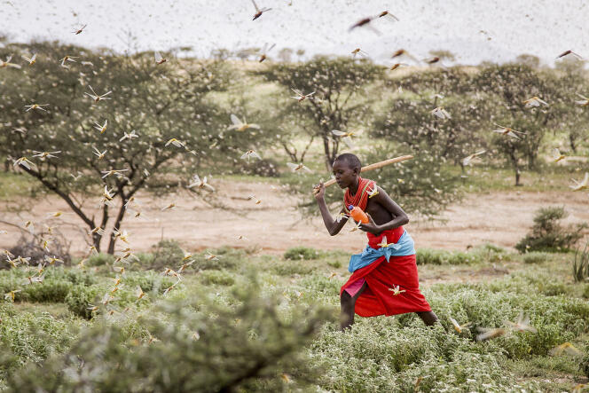 Un jeune garçon Samburu utilise un bâton pour éloigner les criquets. En janvier 2020, le Kenya est touché par une invasion sans précédent.