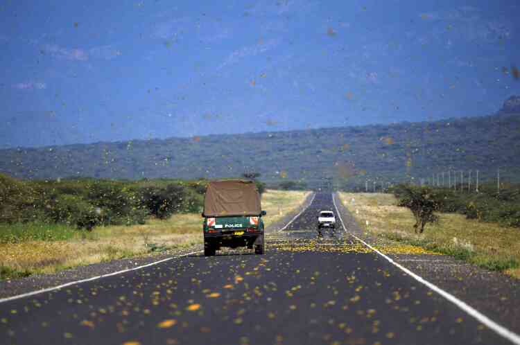 Les essaims de criquets traversent l’autoroute à Lerata, au Kenya, le 22 janvier 2020.