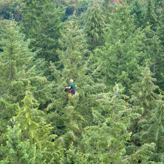 31 July 2019, Mecklenburg-Western Pomerania, Raben Steinfeld: A cone picker hangs about 40 metres above the top of a Douglas fir tree and collects cones for seed production. The five rope-secured special climbers from a company in Lower Saxony harvest the genetically valuable cones from 12 to 15 trees every day. The cones are later cleaned in a kiln, dried and the seed is released. The seeds obtained are used to grow young trees, which are urgently needed for the reforestation of forests damaged by drought. Photo: Jens Büttner/dpa-Zentralbild/dpa
