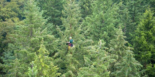 Dans la jungle de la compensation carbone