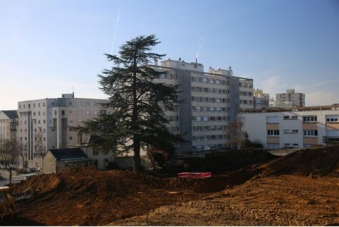 Au Mans, avenue Bollée, un projet immobilier menace un cèdre bleu du Liban haut de 30 mètres.