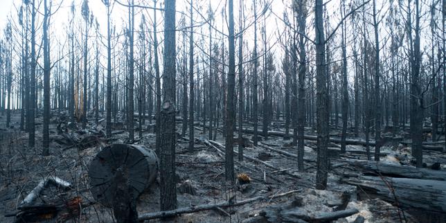 « Et toujours les Forêts », de Sandrine Collette : quelques rires d'enfants qui trouent la grisaille