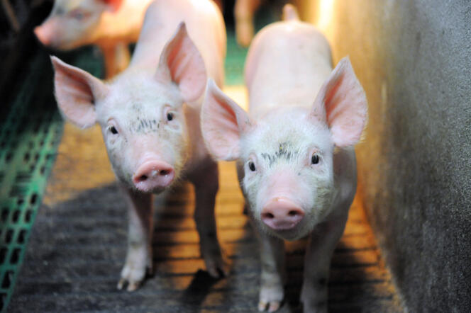 La castration des porcelets permet d’obtenir des porcs plus gras, tout en évitant l’odeur nauséabonde de verrat que peut dégager à la cuisson le gras de certains mâles « entiers ».