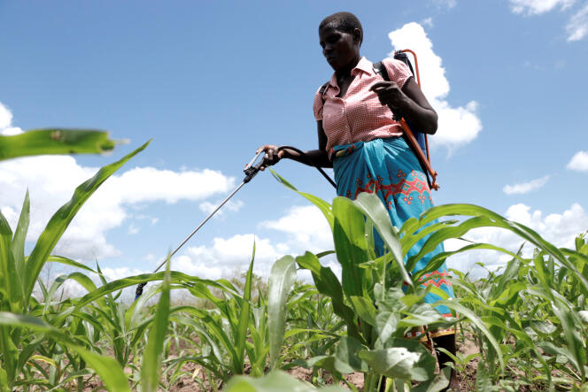 Epandage de pesticides dans un champ de maïs à Chikwawa (Malawi), en mars 2018.